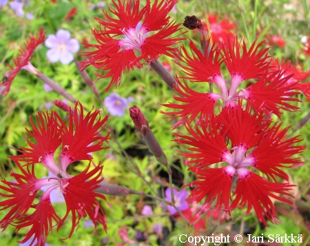 Dianthus superbus 'Crimsoniana', pulskaneilikka